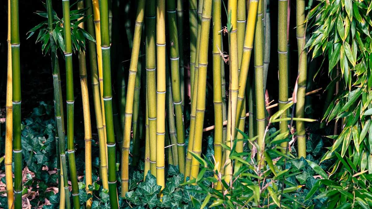 Why Bamboo is a Top-Tier Eco-Friendly Resource