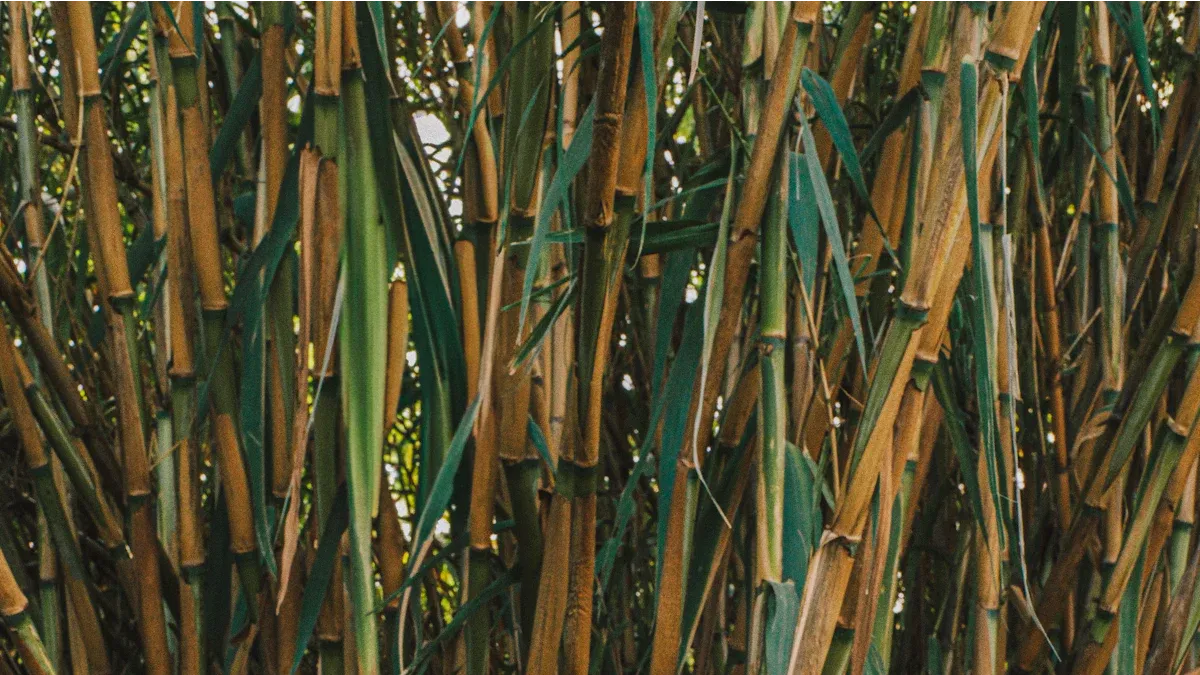 Benefit 1: Bamboo is a Rapidly Renewable Resource