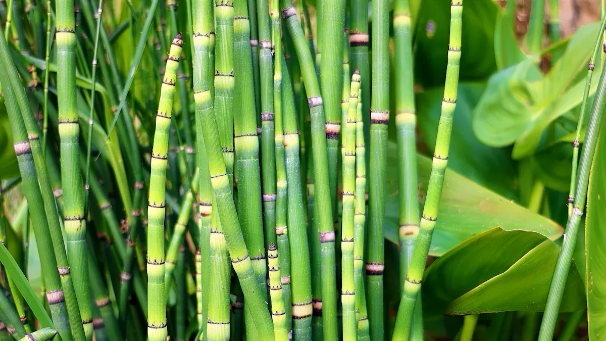 Why Sustainable Bamboo is a Win for the Planet