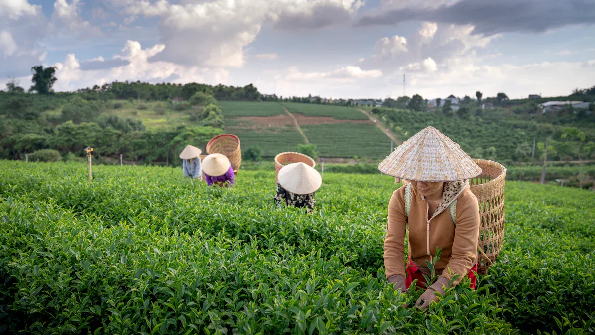 The Source: Why Bamboo Growth is Inherently Sustainable